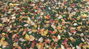 Autumn Leaves